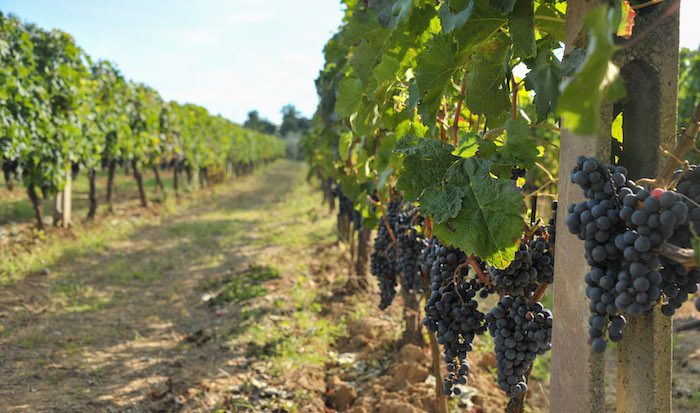 Castello di Verrazzano Vineyards